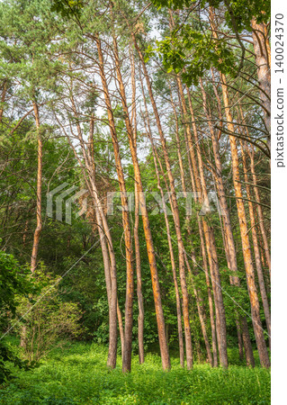Sunlit pine forest with tall straight tree trunks and scattered undergrowth. Outdoor forest photography. Sunlit pine forest with tall straight tree trunks and scattered undergrowth. Outdoor forest photography. 140024370