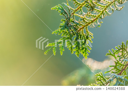 Thuja branches close-up. Thuja branch background Thuja branches close-up. Thuja branch background 140024388