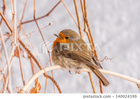 Cute bird the European Robin, Erithacus rubecula. sitting on the tree branch in winter. Cute bird the European Robin, Erithacus rubecula. sitting on the tree branch in winter. 140024399