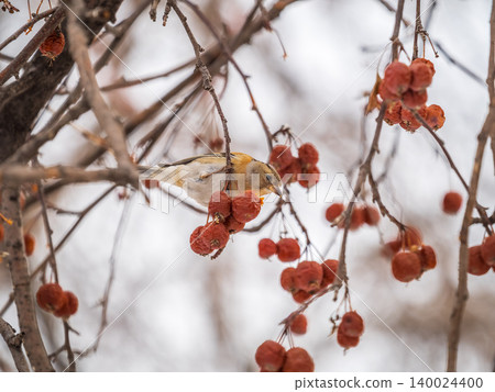 Brambling (Fringilla montifringilla) feeds on apples in winter. Brambling (Fringilla montifringilla) feeds on apples in winter. 140024400