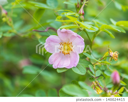 Blooming rosehip flower, beautiful pink flower on a bush branch. Beautiful natural background of blooming greenery. Blooming rosehip flower, beautiful pink flower on a bush branch. Beautiful natural background of blooming greenery. 140024415