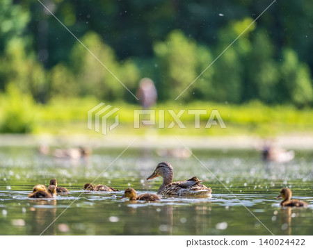 A family of ducks, a duck and its little ducklings are swimming in the water. The duck takes care of its newborn ducklings. Mallard, lat. Anas platyrhynchos A family of ducks, a duck and its little ducklings are swimming in the water. The duck takes care of its newborn ducklings. Mallard, lat. Anas platyrhynchos 140024422