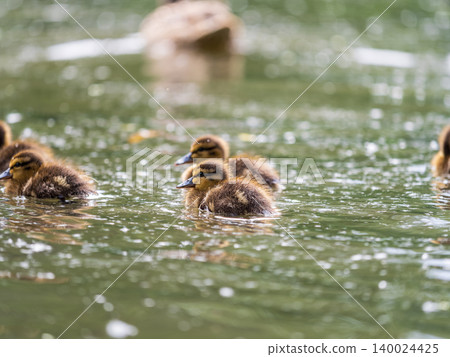Cute little duckling swimming alone in a lake or river with calm water Cute little duckling swimming alone in a lake or river with calm water 140024425