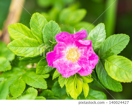 Blooming rosehip flower, beautiful pink flower on a bush branch. Beautiful natural background of blooming greenery. Blooming rosehip flower, beautiful pink flower on a bush branch. Beautiful natural background of blooming greenery. 140024427