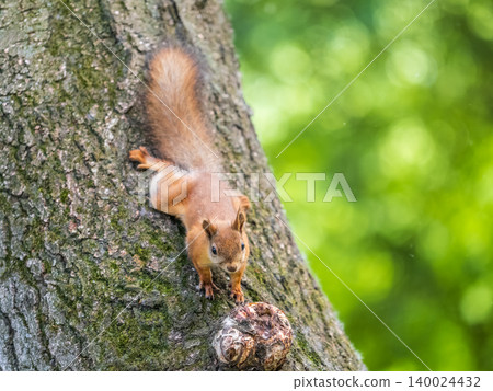 Portrait of a squirrel on a tree trunk Portrait of a squirrel on a tree trunk 140024432