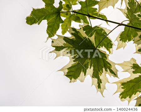 Green and white foliage of Norway Maple 'Drummondii' - Acer platanoides Variegata Green and white foliage of Norway Maple 'Drummondii' - Acer platanoides Variegata 140024436