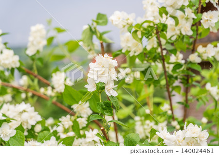 Bright white flowers with raindrops. Philadelphus coronarius, sweet mock-orange, English dogwood 140024461