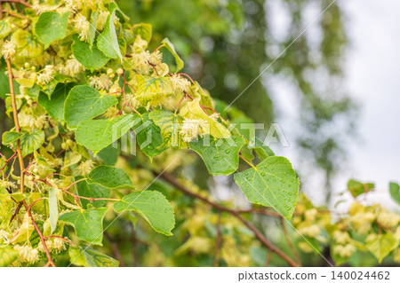 Linden tree flowers clusters tilia cordata, europea, small-leaved lime, littleleaf linden bloom. Linden tree flowers clusters tilia cordata, europea, small-leaved lime, littleleaf linden bloom. 140024462