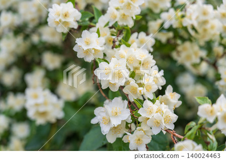 Bright white flowers with raindrops. Philadelphus coronarius, sweet mock-orange, English dogwood Bright white flowers with raindrops. Philadelphus coronarius, sweet mock-orange, English dogwood 140024463