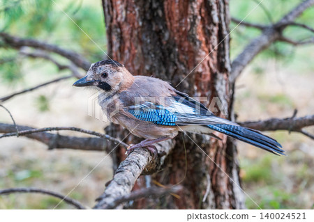 Eurasian jay, garrulus glandarius, sitting on top of old tree branch. Interested wild bird with brown and turquoise plumage from side view in nature. Eurasian jay, garrulus glandarius, sitting on top of old tree branch. Interested wild bird with brown and turquoise plumage from side view in nature. 140024521