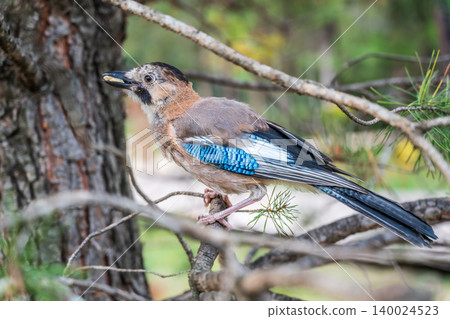 Eurasian jay, garrulus glandarius, sitting on top of old tree branch. Interested wild bird with brown and turquoise plumage from side view in nature. Eurasian jay, garrulus glandarius, sitting on top of old tree branch. Interested wild bird with brown and turquoise plumage from side view in nature. 140024523
