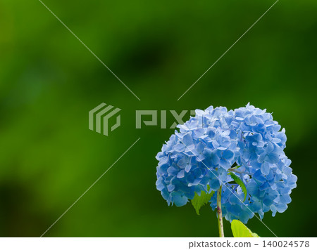 Blue hydrangeas in the rainy season against a green background. Copy space available. Blue hydrangeas in the rainy season against a green background. Copy space available. 140024578