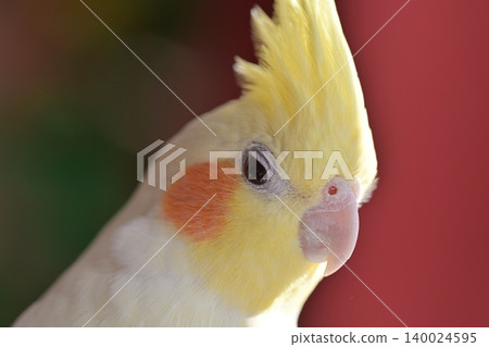 玄鳳鸚鵡 140024595