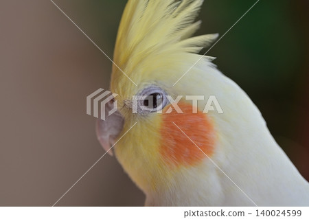 cockatiel 140024599