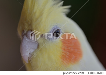 玄鳳鸚鵡 140024600