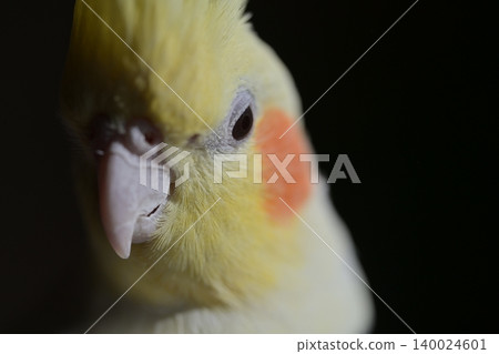 玄鳳鸚鵡 140024601