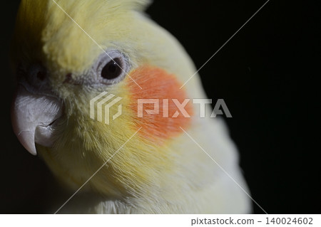 白色玄鳳鸚鵡 140024602