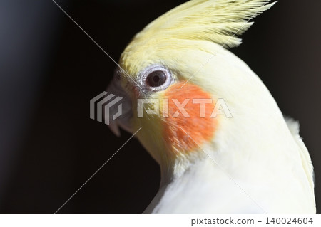 玄鳳鸚鵡 140024604