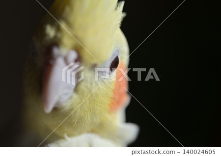 玄鳳鸚鵡 140024605