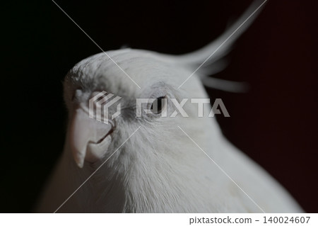 玄鳳鸚鵡 140024607