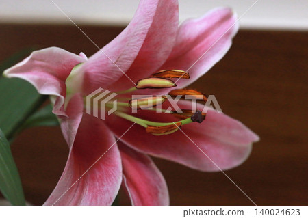The photo shows the pink fragrant lilies that are in full bloom in the home. The photo shows the pink fragrant lilies that are in full bloom in the home. 140024623