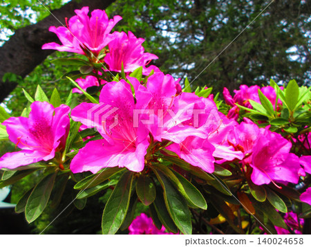 A beautiful scene of pink azaleas in full bloom. 140024658