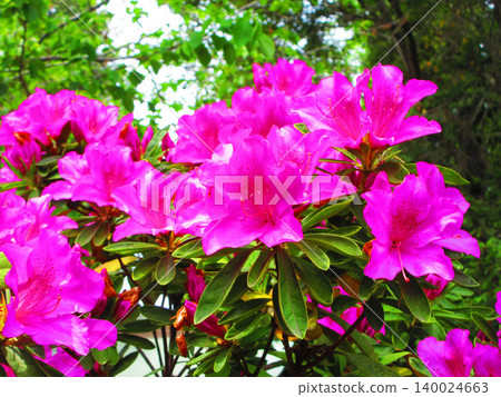 A beautiful scene of pink azaleas in full bloom. A beautiful scene of pink azaleas in full bloom. 140024663