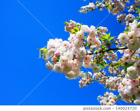 A beautiful scene of double-flowered cherry blossoms (photographed in 2026) 140024720