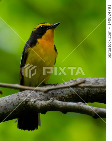 A male Narcissus Flycatcher perched on a branch in a forest of fresh green leaves. A male Narcissus Flycatcher perched on a branch in a forest of fresh green leaves. 140024791