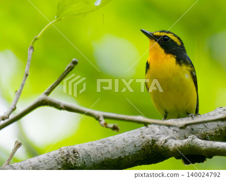A male Narcissus Flycatcher perched on a branch against a backdrop of fresh green leaves. (Copy space available) A male Narcissus Flycatcher perched on a branch against a backdrop of fresh green leaves. (Copy space available) 140024792