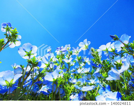Nemophila insignis blue flower landscape (Toneri Metropolitan Toneri Park, Adachi Ward, Tokyo) Nemophila insignis blue flower landscape (Toneri Metropolitan Toneri Park, Adachi Ward, Tokyo) 140024811