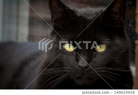 black cat with yellow eyes 140024938