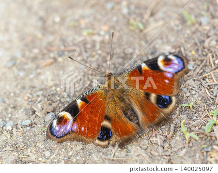 Peacock butterfly on the ground among the grass Peacock butterfly on the ground among the grass 140025097