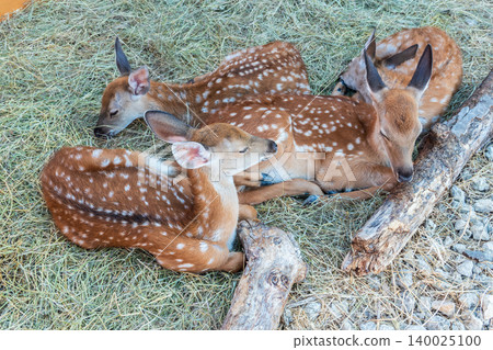Spotted fallow Deer's lays down on the ground in contact zoo. Spotted fallow Deer's lays down on the ground in contact zoo. 140025100