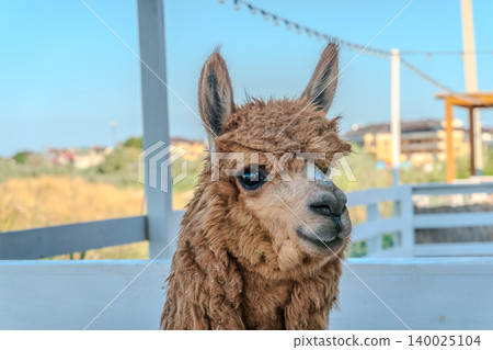 Close-up of a brown alpaca, showing its face and woolly neck. Close-up of a brown alpaca, showing its face and woolly neck. 140025104