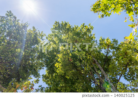 Green Leaves and young futis of Pltatanus oreintalis tree in sunset light. Green Leaves and young futis of Pltatanus oreintalis tree in sunset light. 140025125