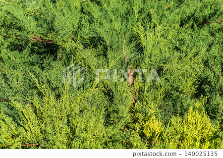 Green branches and young leaves of a thuja tree. Green branches and young leaves of a thuja tree. 140025135