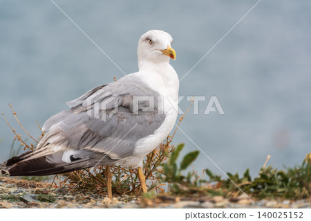 Seagull standing on pebble beach. Side view of a seagull standing on a rocky pebble beach. Seagull standing on pebble beach. Side view of a seagull standing on a rocky pebble beach. 140025152