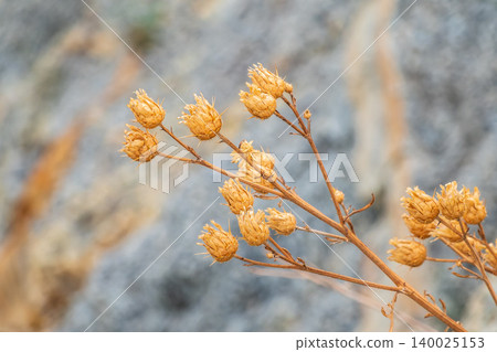 Dried inflorescences of spreading cornflower. Delicate vertical brushstroke with zoomed-in dried flowers, great for detailed layouts, nature-focused storytelling, or close-up botanical design scenes. Dried inflorescences of spreading cornflower. Delicate vertical brushstroke with zoomed-in dried flowers, great for detailed layouts, nature-focused storytelling, or close-up botanical design scenes. 140025153