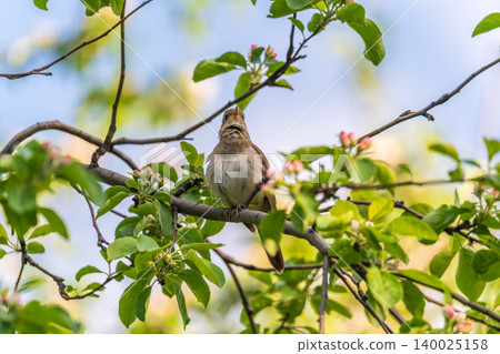 Thrush Nightingale, Luscinia luscinia. A bird sits on a tree branch and sings Thrush Nightingale, Luscinia luscinia. A bird sits on a tree branch and sings 140025158