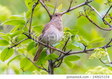 Thrush Nightingale, Luscinia luscinia. A bird sits on a tree branch and sings Thrush Nightingale, Luscinia luscinia. A bird sits on a tree branch and sings 140025159