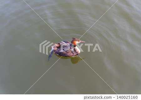 The water bird Great crested Grebe, Podiceps cristatus, swimming in the lake, and its cute babies riding on its back 140025160