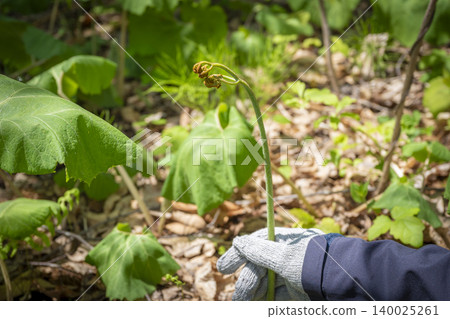 Springtime wild vegetable picking: A close-up of someone harvesting bracken ferns in Yomogita Village, Aomori Prefecture. 140025261