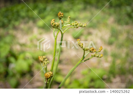 Springtime wild vegetables: bracken sprouts in the forests of Yomogita Village, Aomori Prefecture. Springtime wild vegetables: bracken sprouts in the forests of Yomogita Village, Aomori Prefecture. 140025262