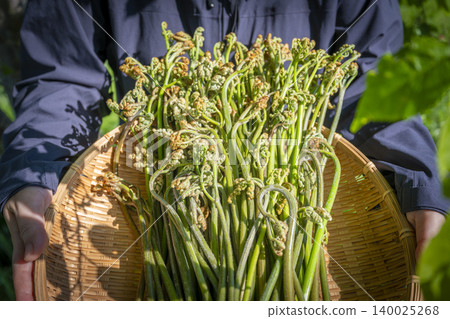 A scene of spring wild vegetables, bracken, arranged in a bamboo basket in Yomogita Village, Aomori Prefecture. A scene of spring wild vegetables, bracken, arranged in a bamboo basket in Yomogita Village, Aomori Prefecture. 140025268