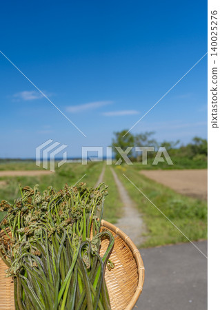 Bracken ferns harvested under a blue sky and a bamboo basket: A spring scene in Yomogita Village, Aomori Prefecture. Bracken ferns harvested under a blue sky and a bamboo basket: A spring scene in Yomogita Village, Aomori Prefecture. 140025276