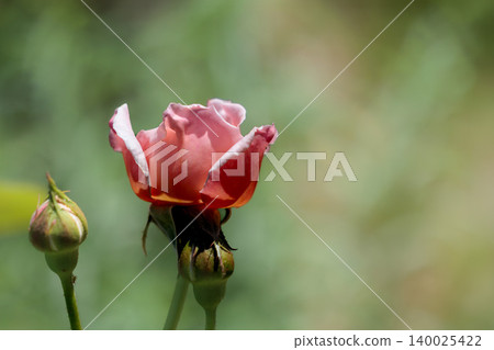 Colorful roses that heal the hearts of many people 140025422