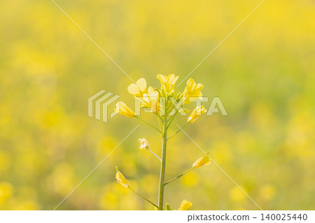 Rapeseed flowers that began to bloom in early spring 04 Rapeseed flowers that began to bloom in early spring 04 140025440