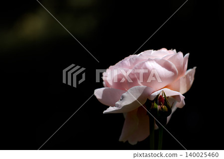 Colorful roses that heal the hearts of many people Colorful roses that heal the hearts of many people 140025460
