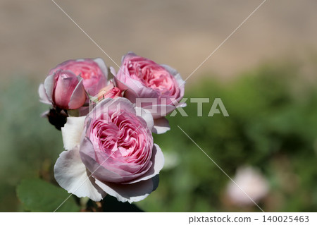 Colorful roses that heal the hearts of many people Colorful roses that heal the hearts of many people 140025463